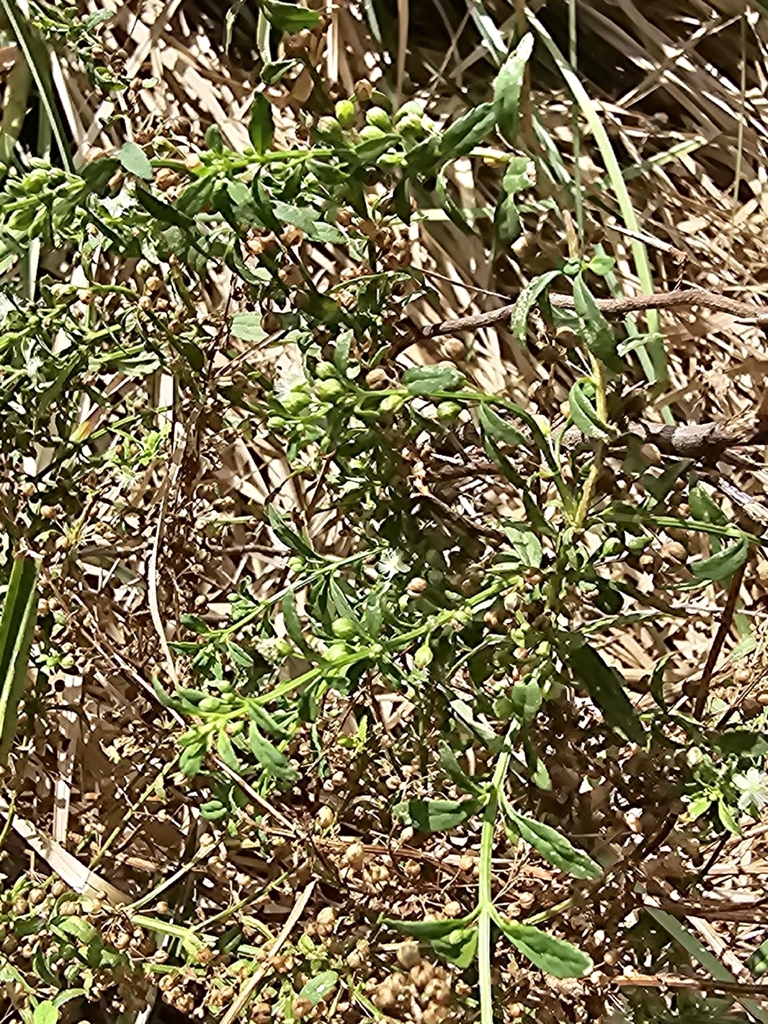 Scobiyo — Scoparia dulcis
