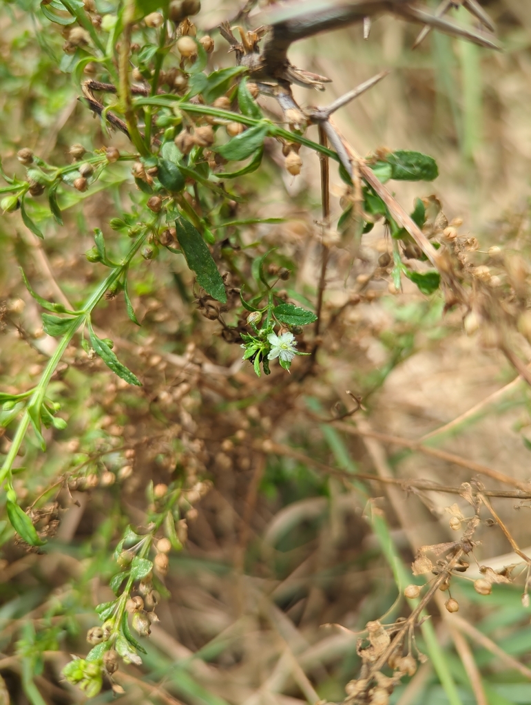 Kleine witte bloemetjes en ronde zaaddoosjes op Curaçao, van dichtbij.