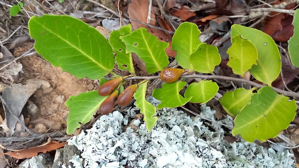 Bèshi di yuana — Maytenus versluysii