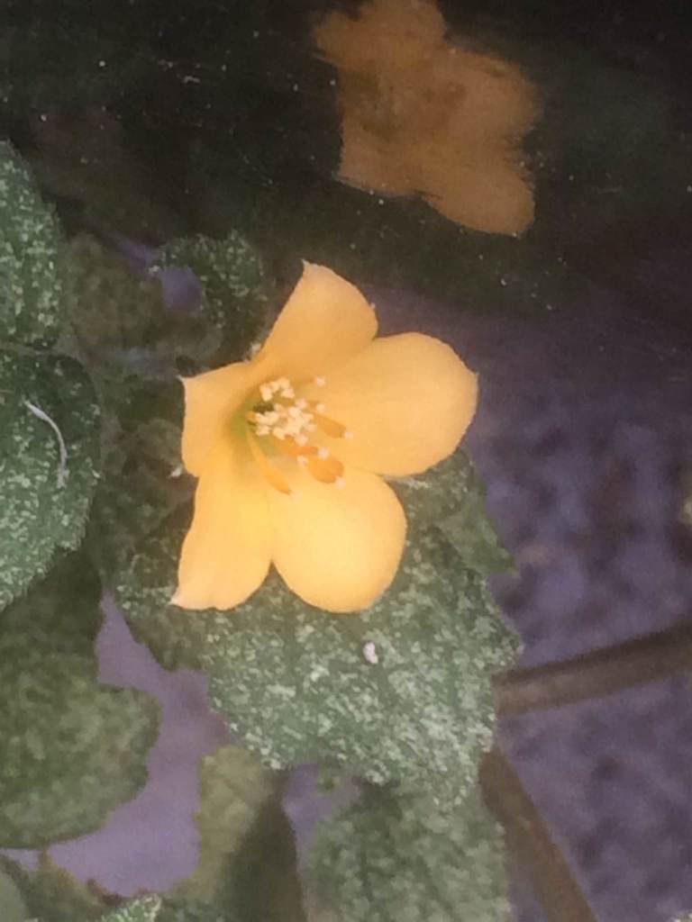 Een gele tot oranje bloem van Amor falsu op Curaçao.