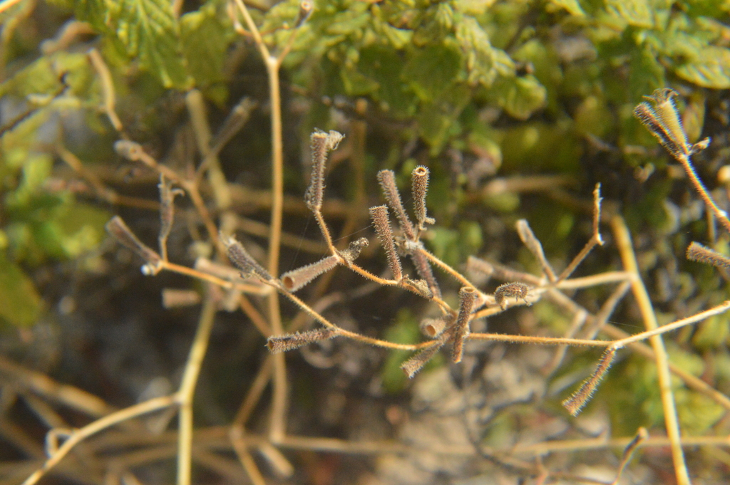 Amor falsu — Mentzelia aspera