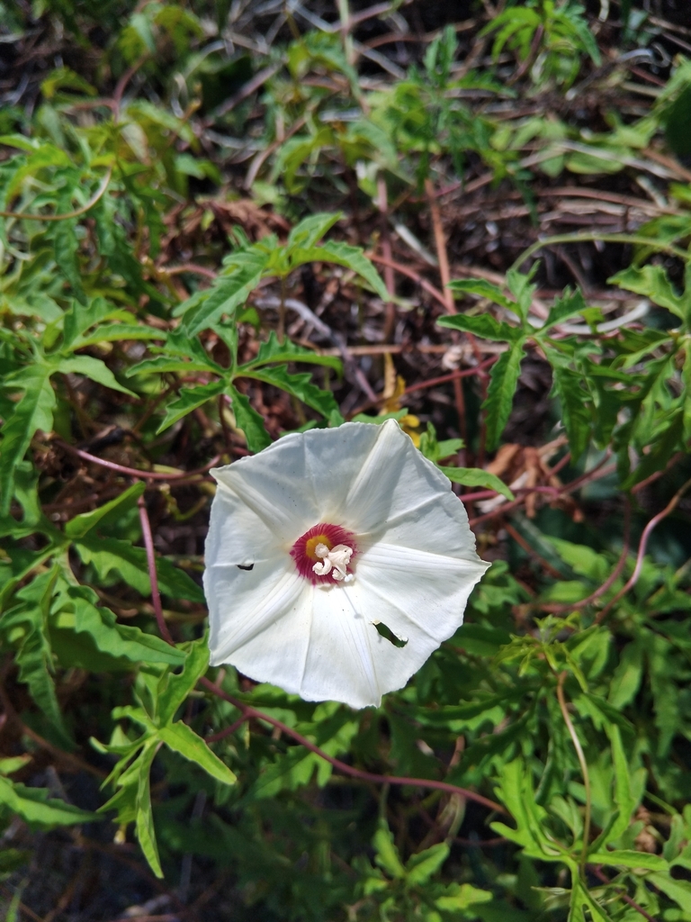 Witte trechterbloem met roodpaars hart en ingesneden blad op Curaçao.