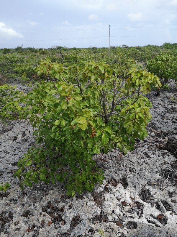 Mansaliña bobo — Metopium brownei