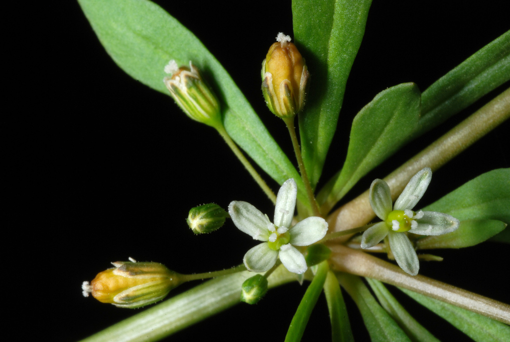 Kleine bloemen en jonge vruchtdoosjes van dichtbij, North Carolina, Verenigde Staten.