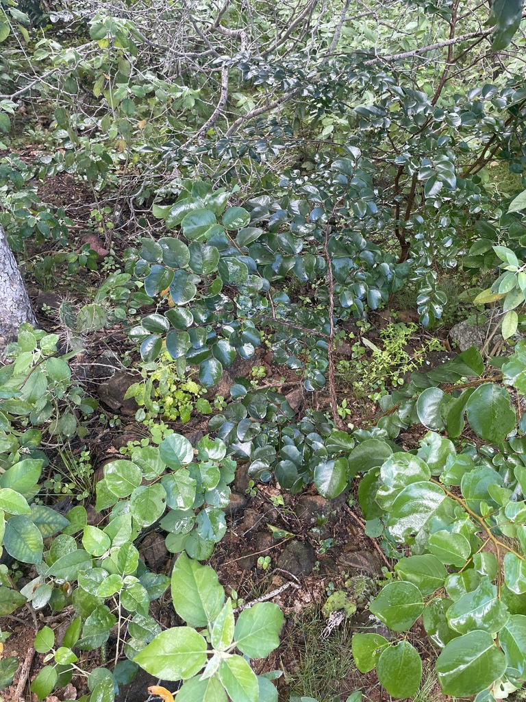 Lòki-lòki — Phyllanthus botryanthus