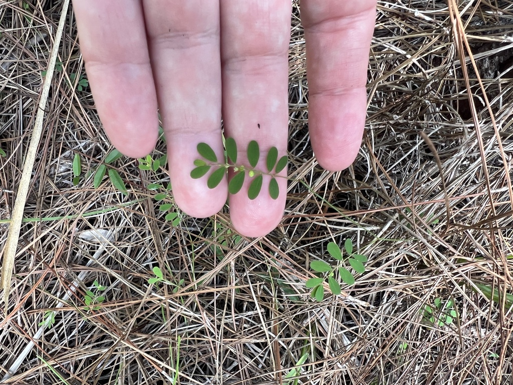 Phyllanthus pentaphyllus — Phyllanthus pentaphyllus