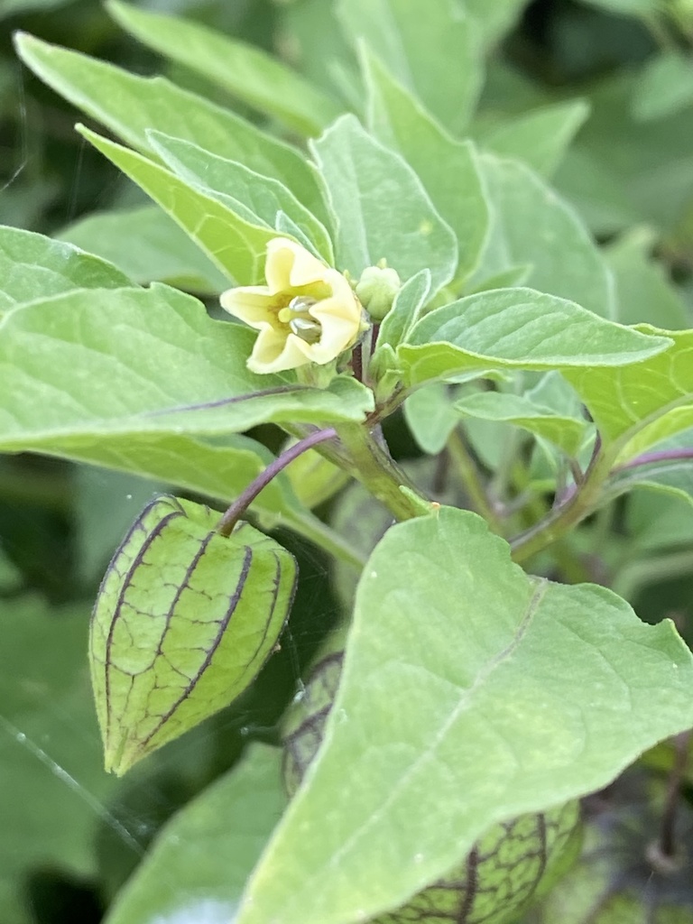 Gele bloem naast een tienribbig vruchtomhulsel; de bes zit erin.