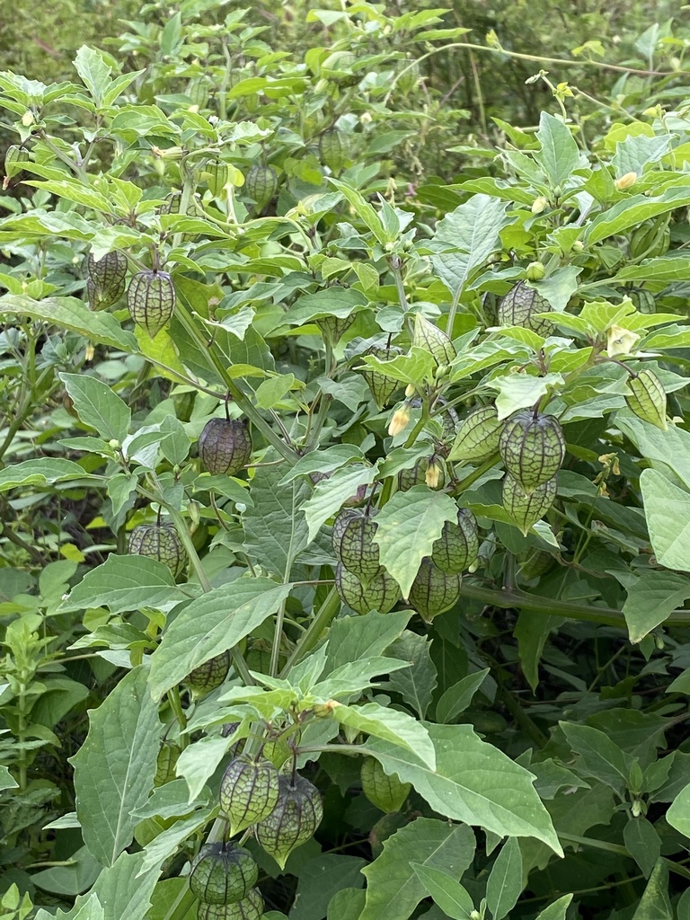 Klap — Physalis angulata