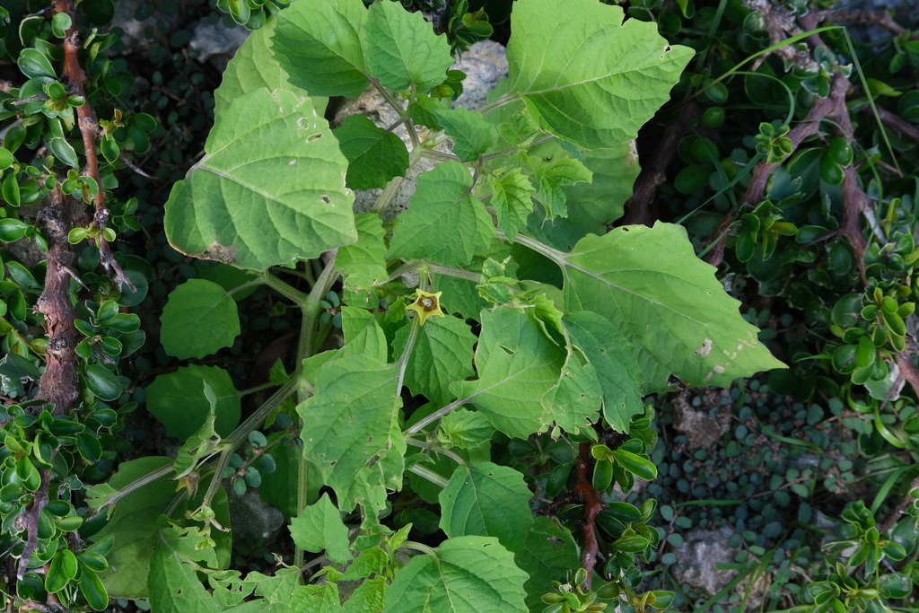 Physalis cordata — Physalis cordata