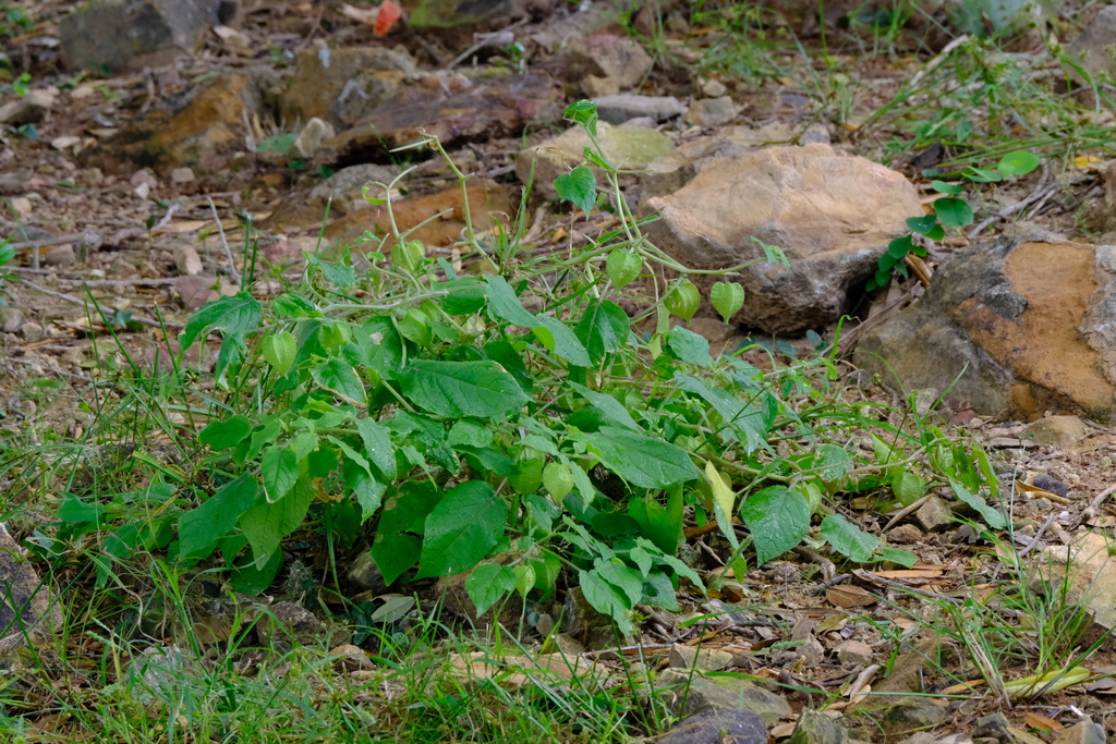 Klap muhé — Physalis pubescens