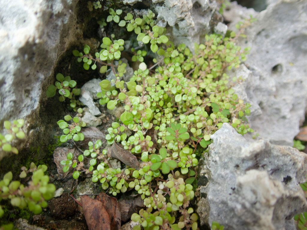 Sinbèrgwensa — Pilea microphylla