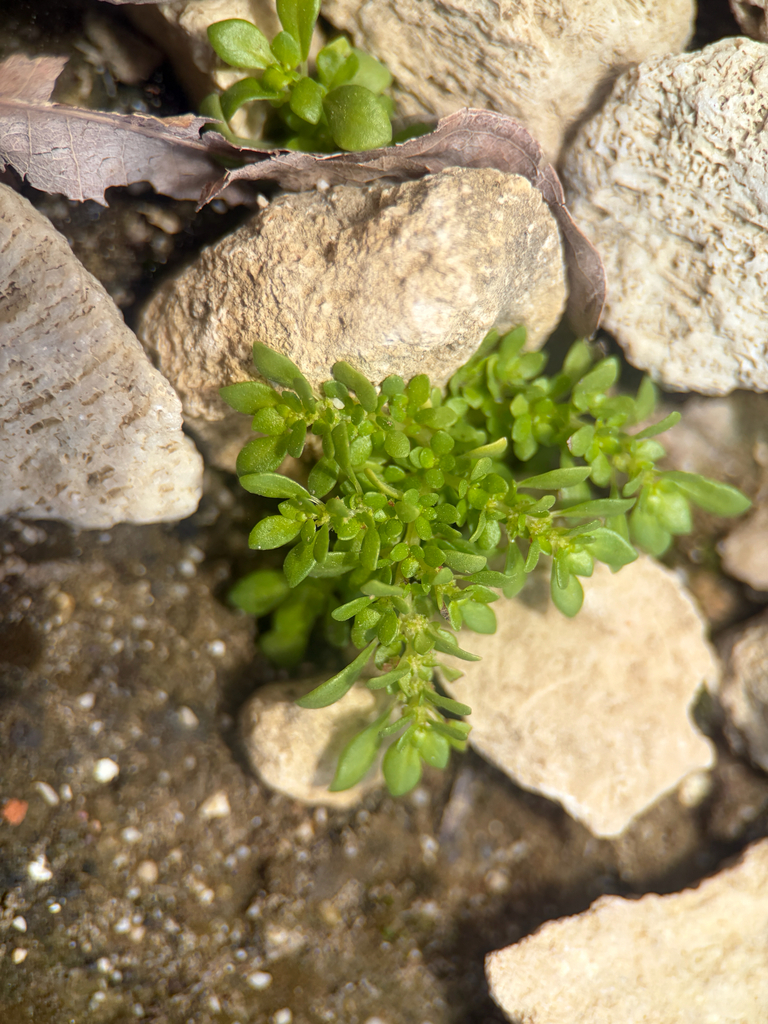 Een tweede Bonaireaanse plant tussen stenen bij Kralendijk.