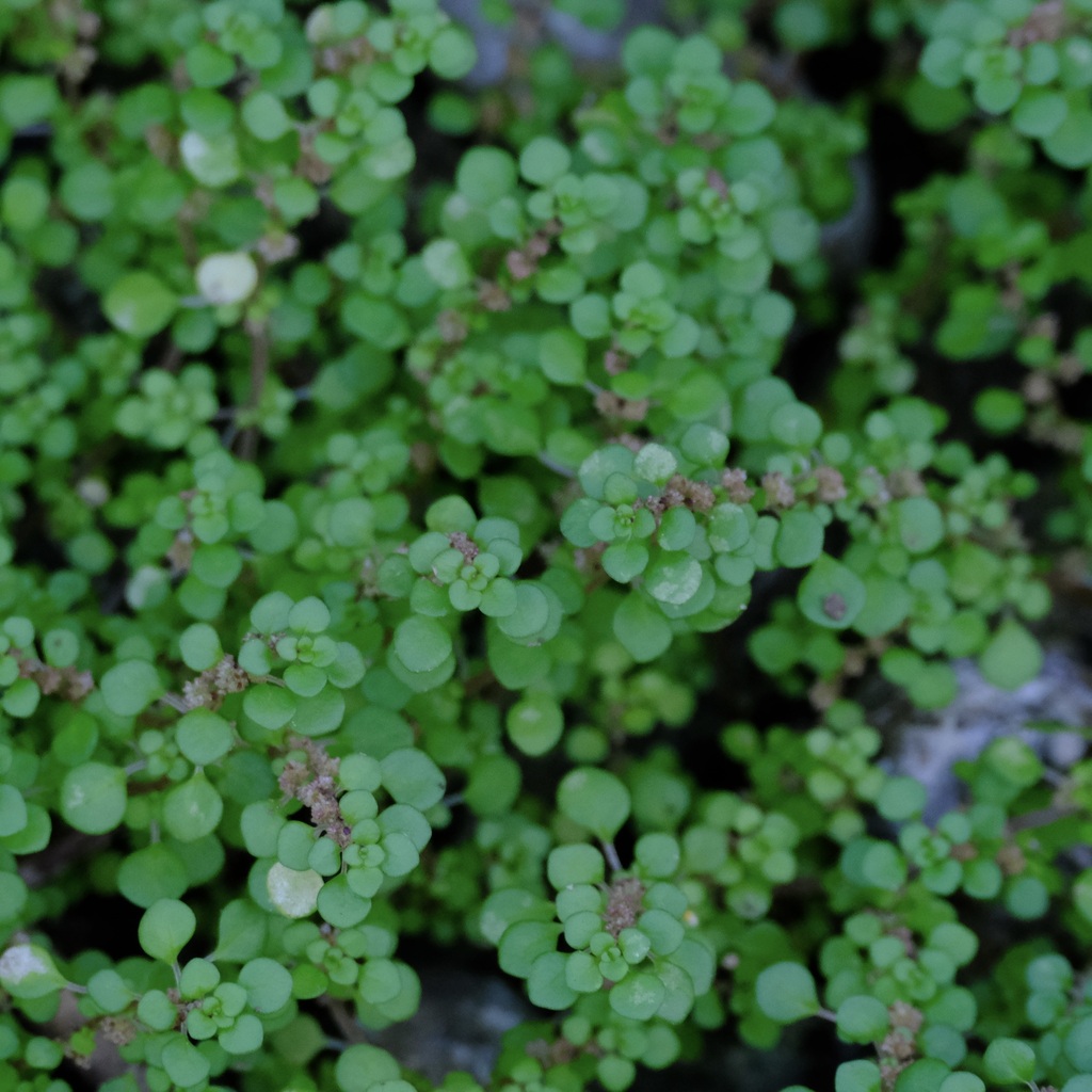 Pilea tenerrima — Pilea tenerrima