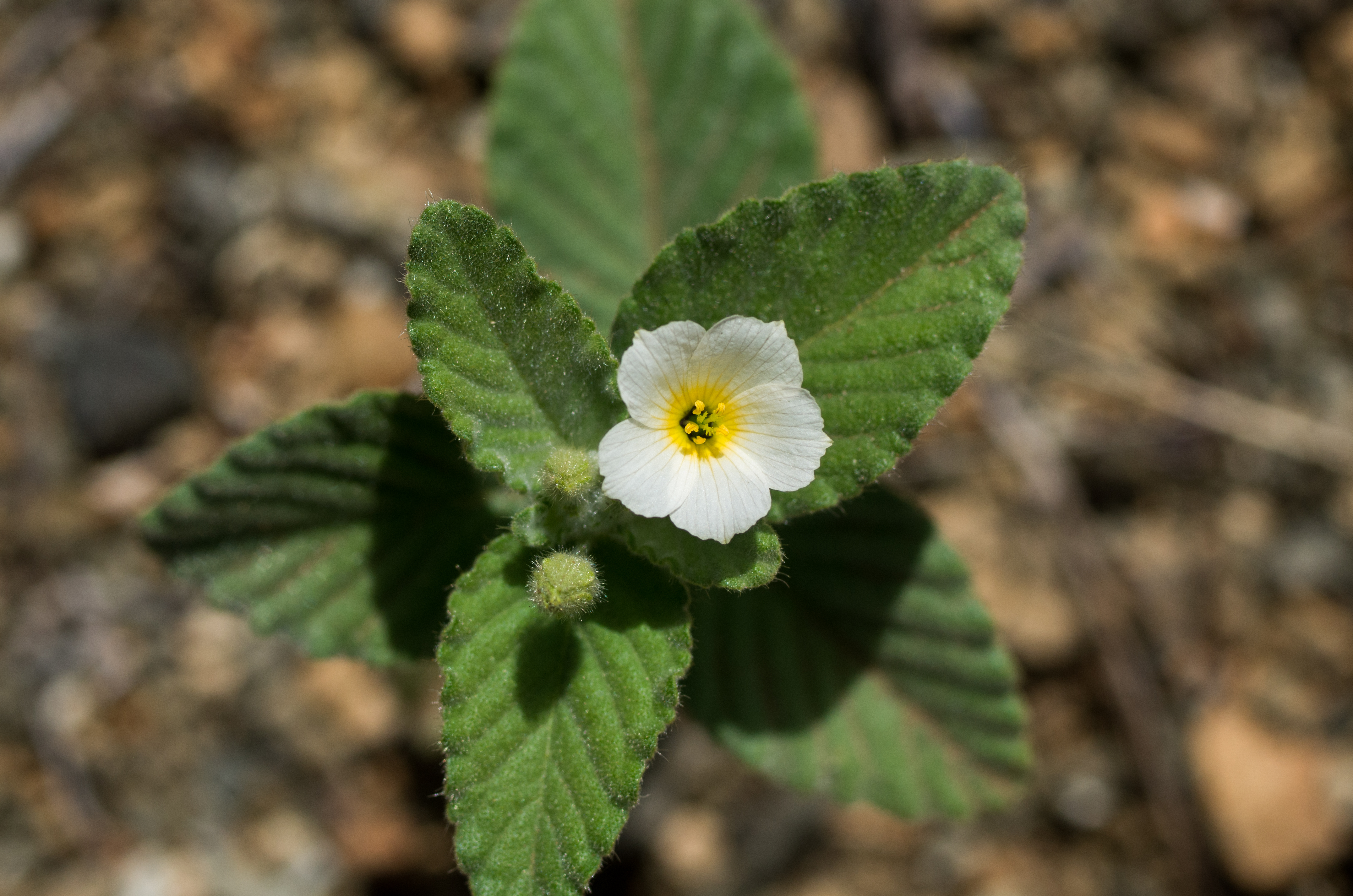 Piriqueta racemosa — Piriqueta racemosa