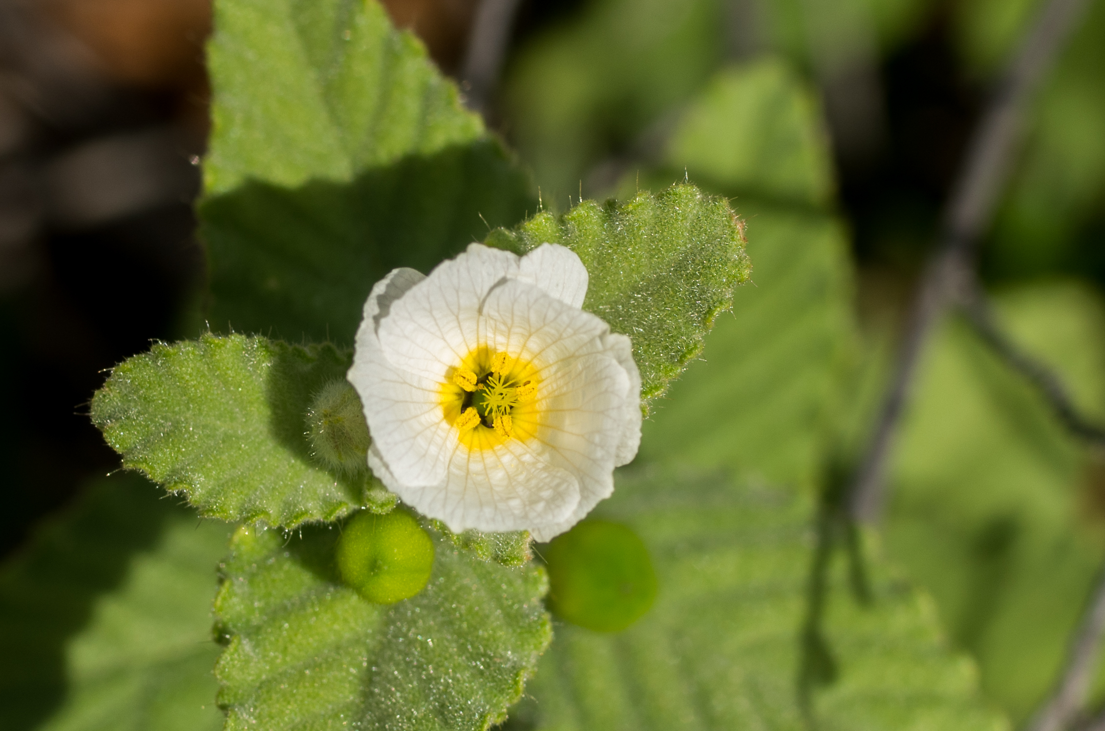 Bloem en groene onrijpe capsules bij Ascencion, Curaçao.