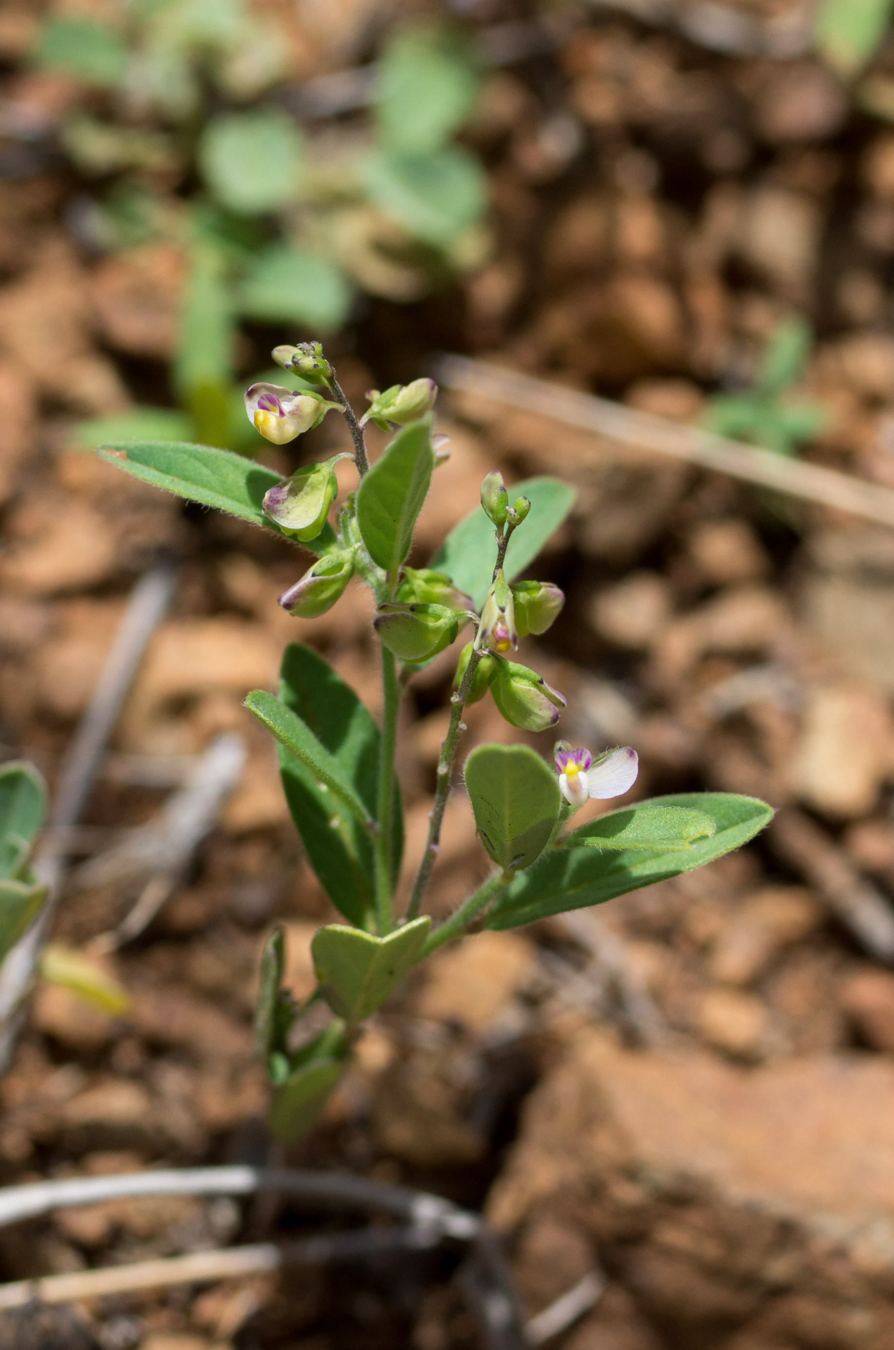 Olefanti — Asemeia violacea
