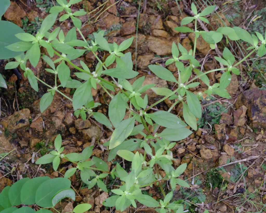Spermacoce prostrata — Spermacoce prostrata