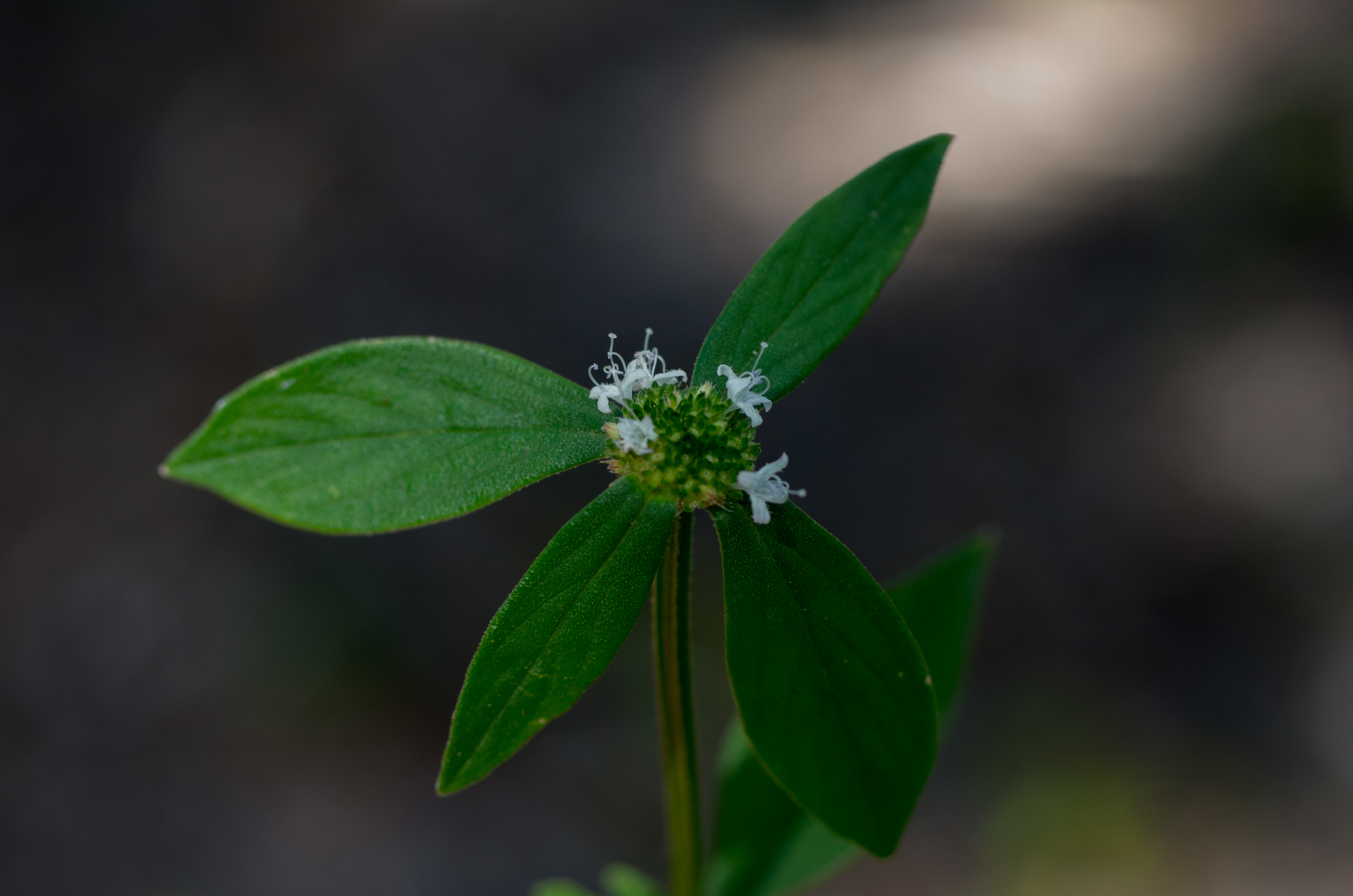 Spermacoce tenuior — Spermacoce tenuior