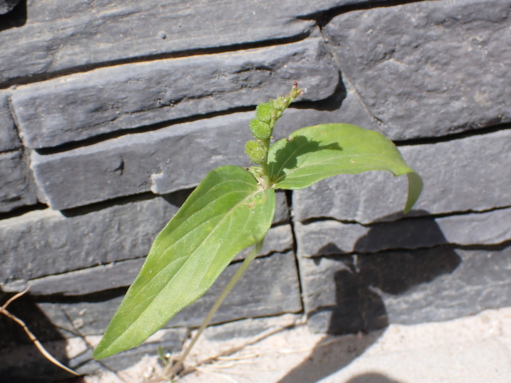 Orea di buriku — Spigelia anthelmia