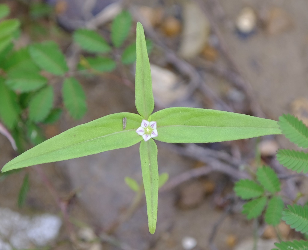 De kleine lila-witte bloem tussen de bovenste bladeren bij Rincon, Bonaire.