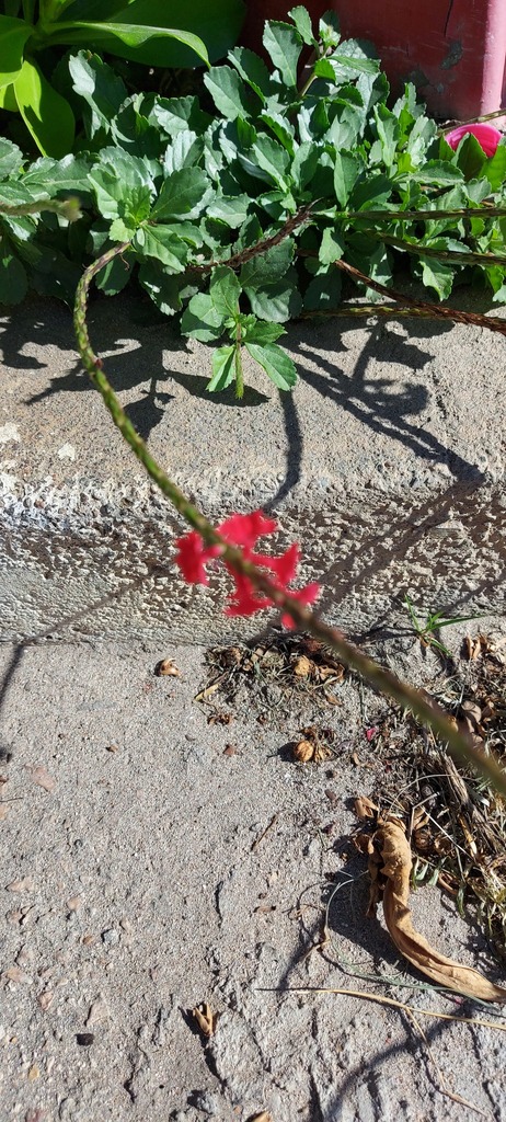 Statie — Stachytarpheta boldinghii
