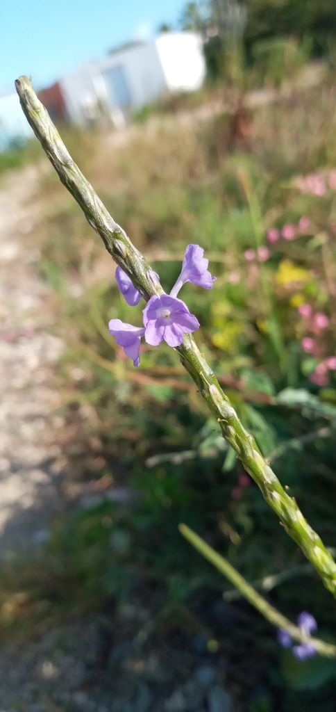 Bibirito — Stachytarpheta jamaicensis