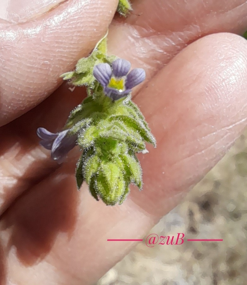 Een afzonderlijk bloem- en bladvoetdetail bij Tepeojuma, Mexico.