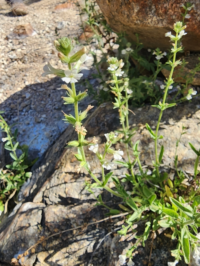 Stemodia durantifolia — Stemodia durantifolia