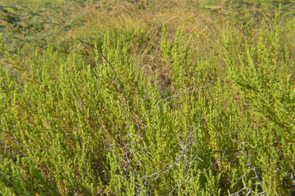 Luango — Stemodia maritima