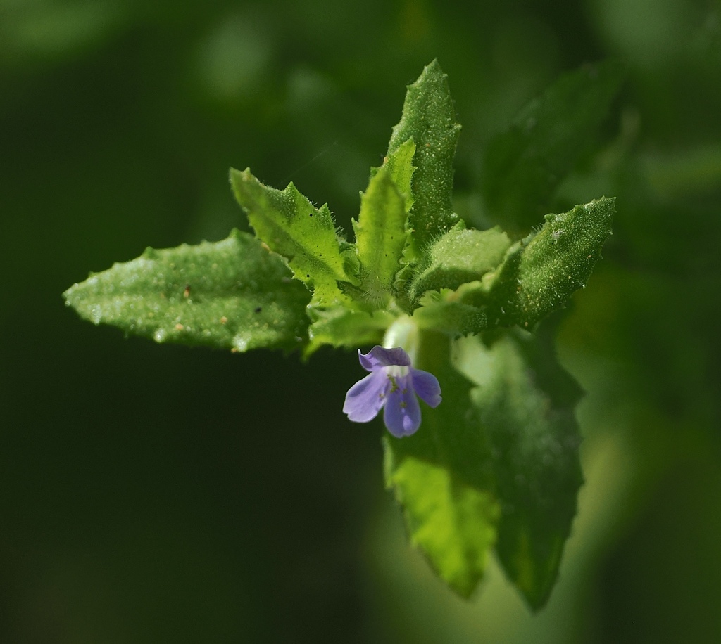 Kleine blauwpaarse bloem en behaarde getande bladeren in Washington Slagbaai.