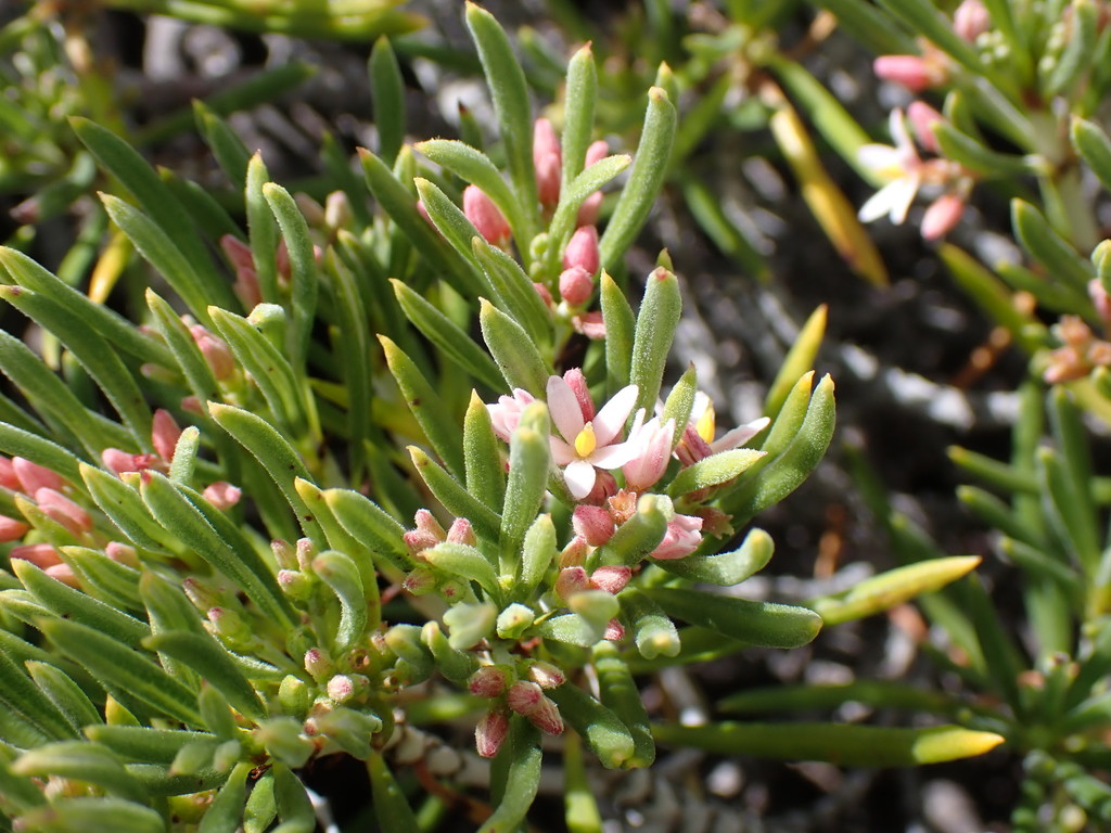Bai no bolber — Strumpfia maritima