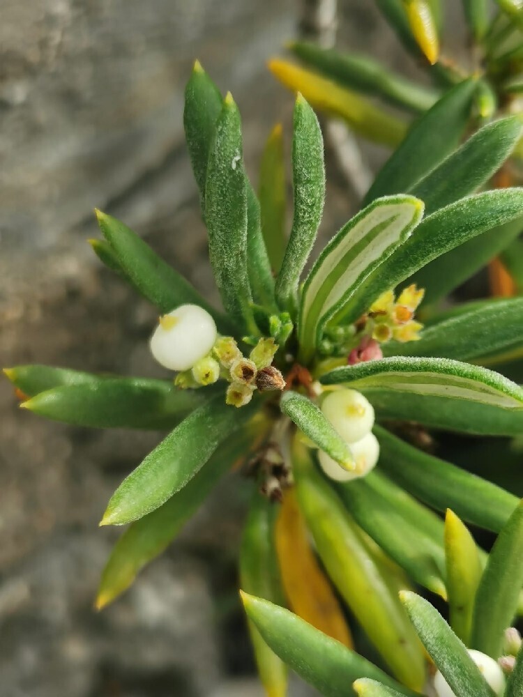 Rijpe witte steenvruchten van Strumpfia maritima op Bonaire.