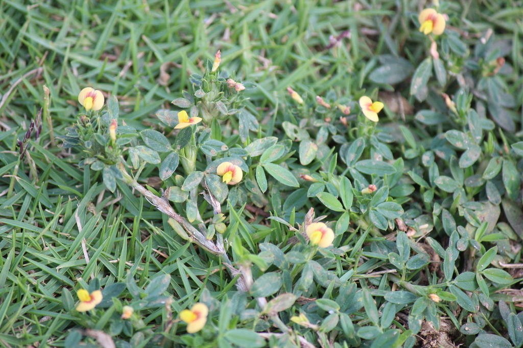 Pinda shimaron — Stylosanthes hamata