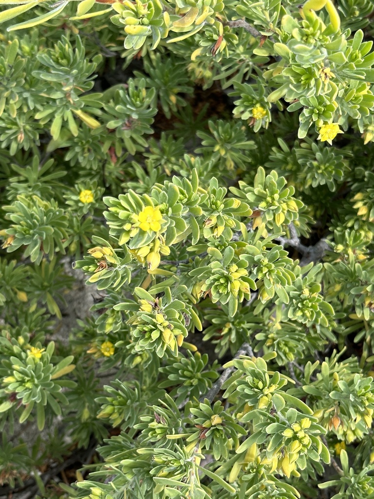 De gele bloemen en dicht opeen staande bladeren op Bonaire.