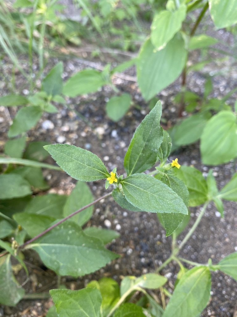 Synedrella nodiflora — Synedrella nodiflora