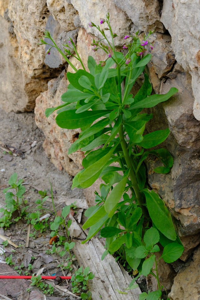 Morgenglorie — Talinum fruticosum
