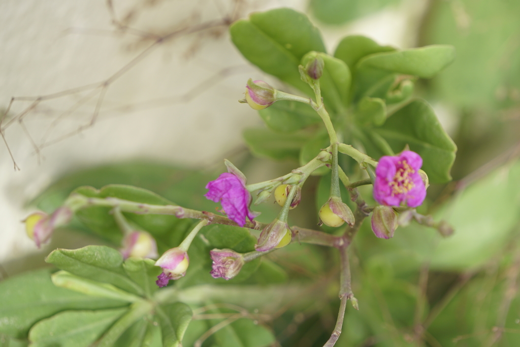 Roze bloemen, bloemknoppen en de hoekige bloeistengels op Bonaire.