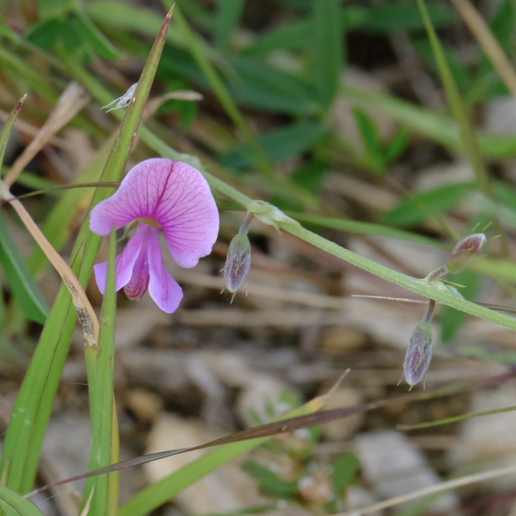 Een roze vlinderbloem bij Hato, Bonaire.