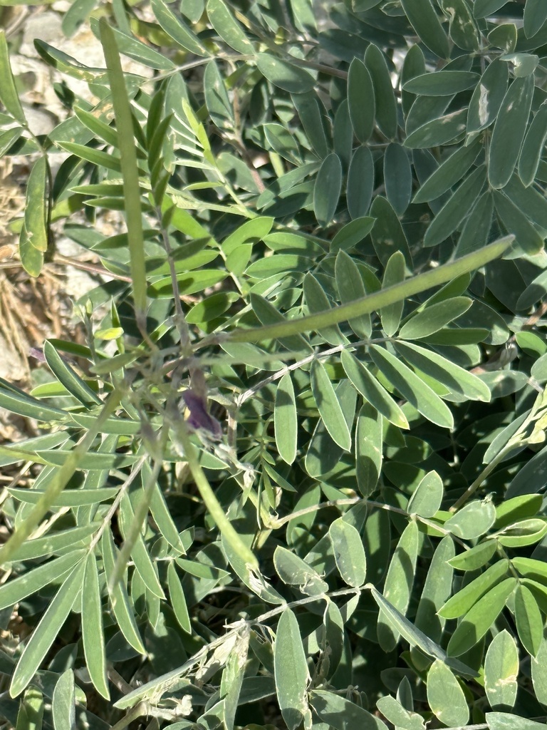 Manka mansebu — Tephrosia cinerea