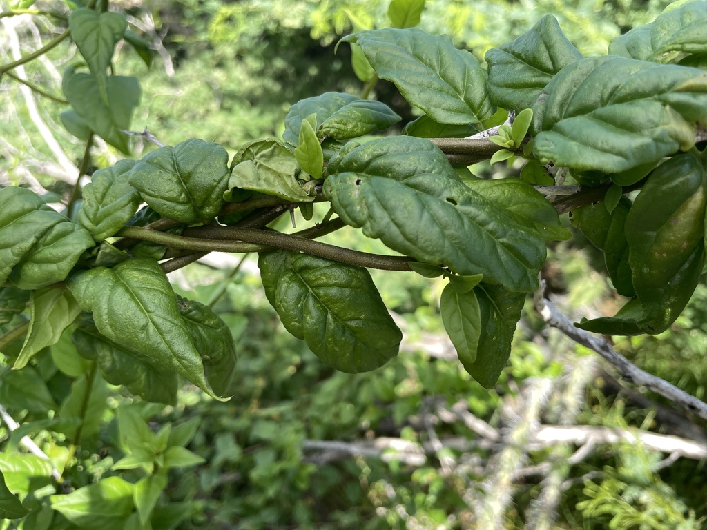 Klas mulatu — Myriopus volubilis