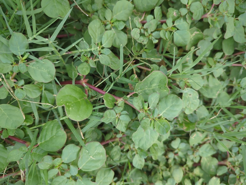 Bembe di porko — Trianthema portulacastrum