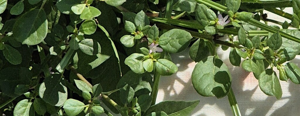 Bladoksels en kleine bloemen van een Curaçaose plant.