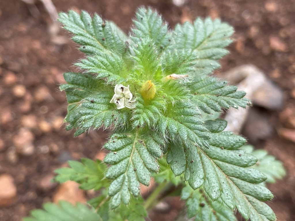 De behaarde bladtop met een kleine gele bloem, Curaçao.