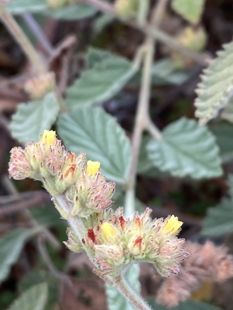 Gele bloemen tussen behaarde schutblaadjes, Bonaire.