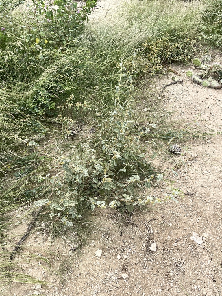 Yerba di leba — Waltheria indica
