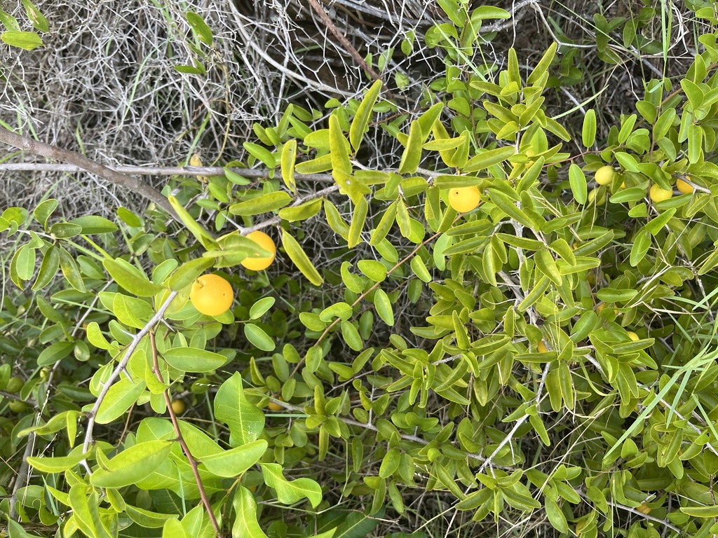 Kashu di mondi — Ximenia americana