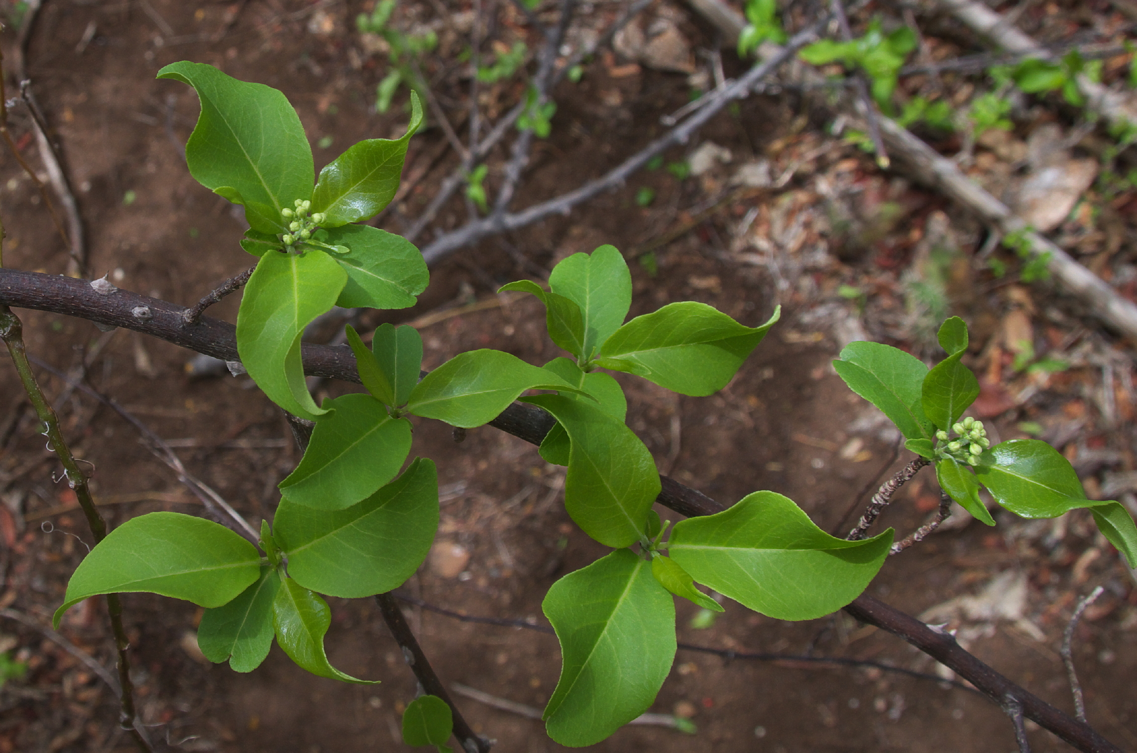 Bosua — Zanthoxylum schreberi