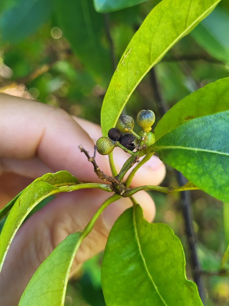 Groene en geopende droge vruchtjes in Naguabo, Puerto Rico.
