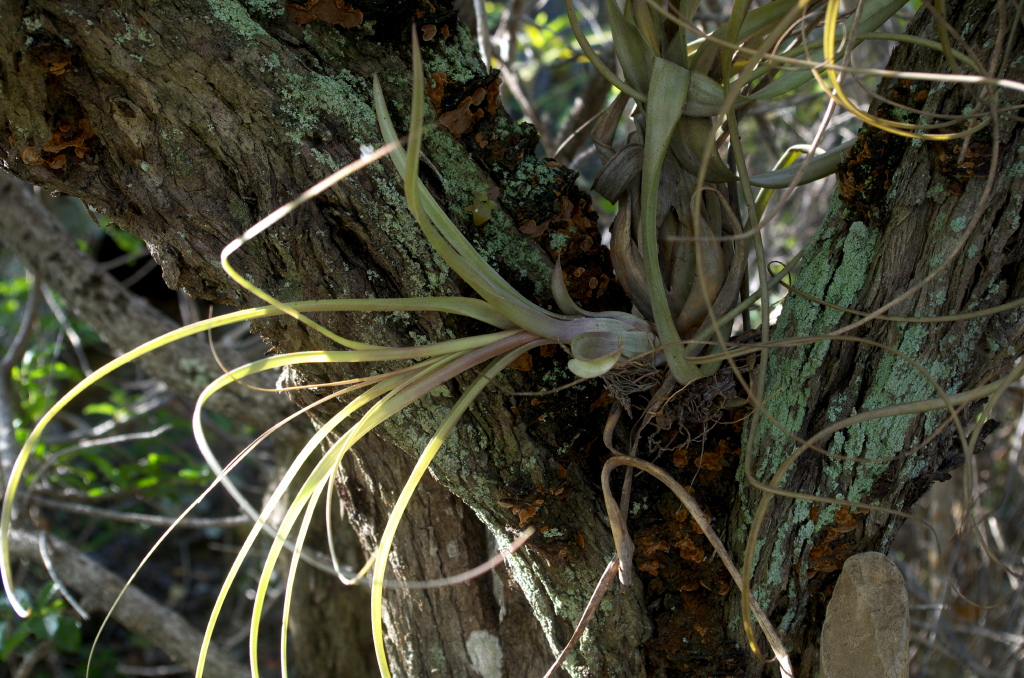 Tillandsia balbisiana — Tillandsia balbisiana