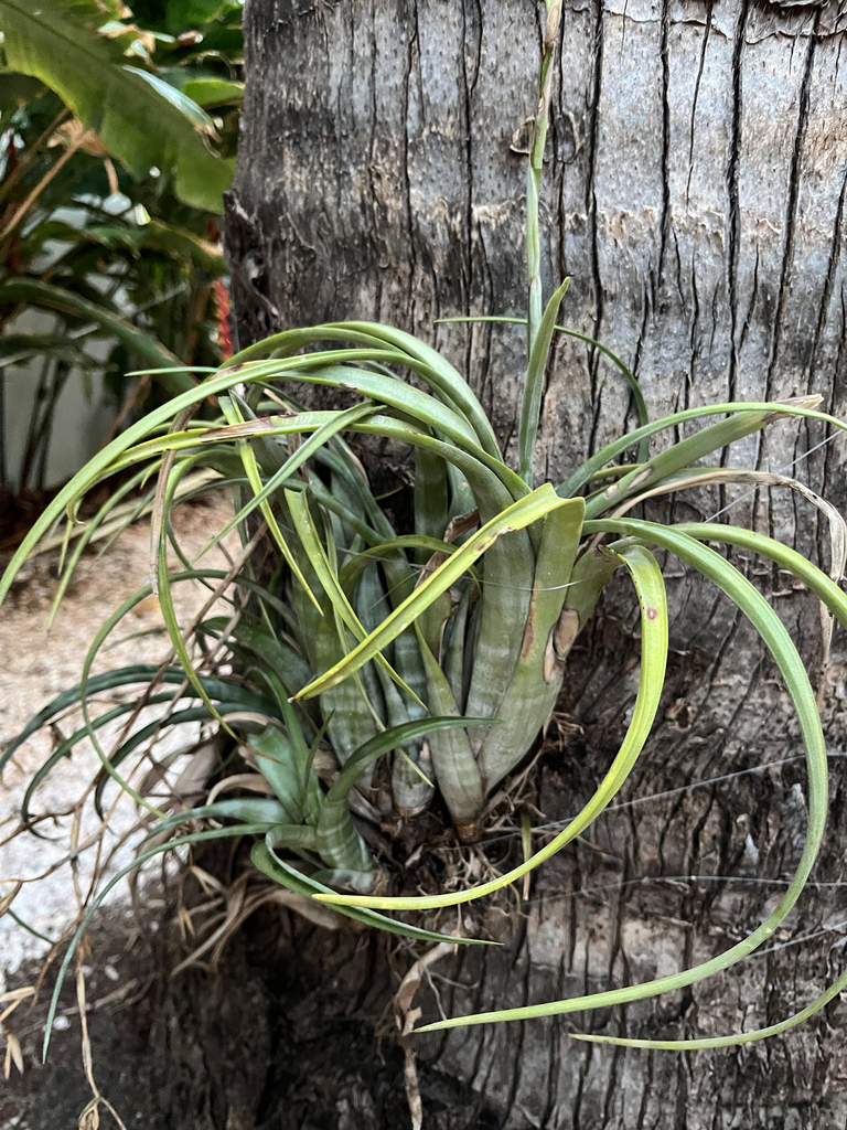 Teku di palu — Tillandsia flexuosa